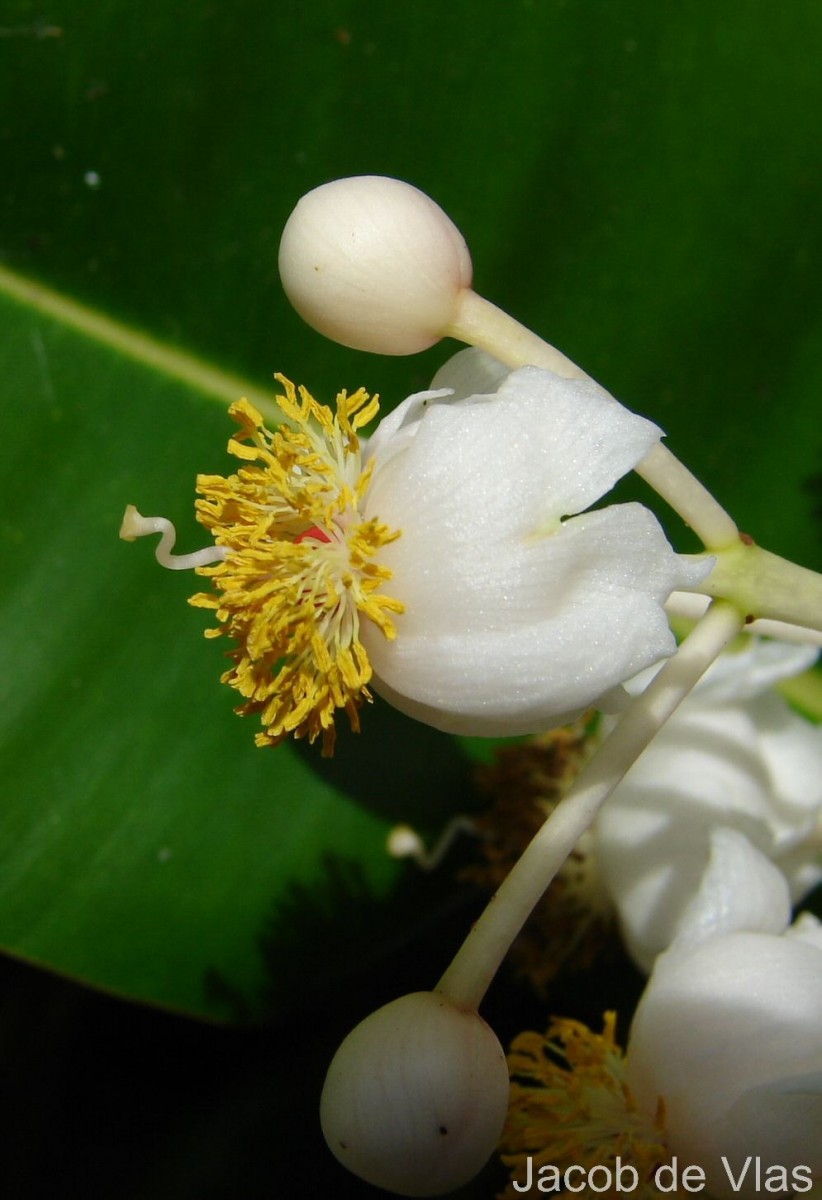 Calophyllum inophyllum L.